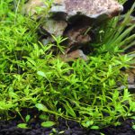 植栽から14日目　パールグラス